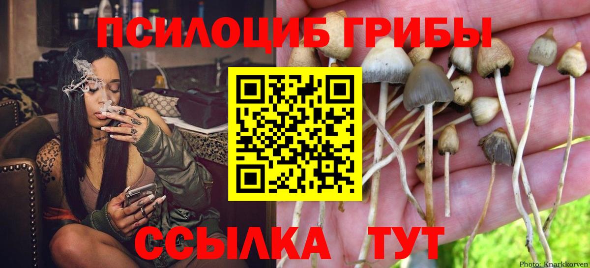 Псилоцибиновые грибы Psilocybine cubensis Кинель